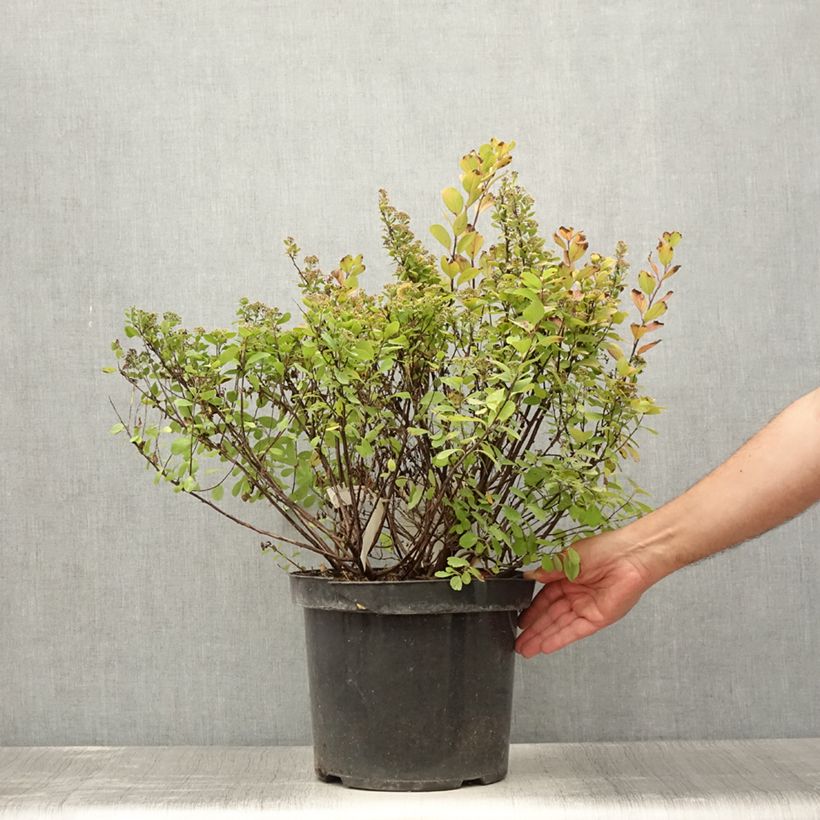 Spécimen de Spirée à feuilles de bouleau Tor Gold - Spiraea betulifolia Pot de 7,5L/10L tel que livré en été