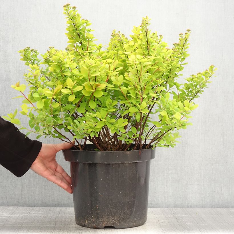 Spécimen de Spirée à feuilles de bouleau Tor Gold - Spiraea betulifolia en pot de 7,5l/10l tel que livré au printemps