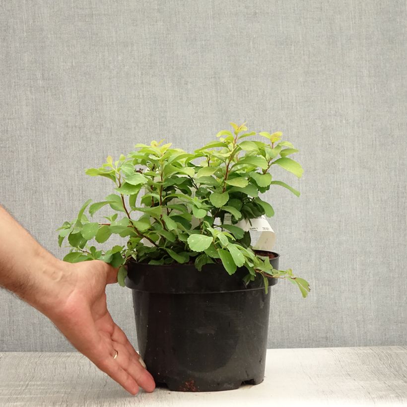 Spécimen de Spirée à feuilles de bouleau Tor Gold - Spiraea betulifolia Pot de 3L/4L tel que livré en été