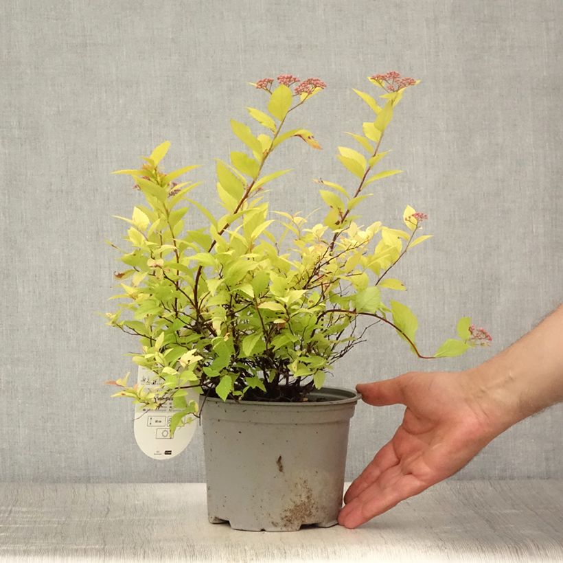 Spécimen de Spirée dorée - Spiraea japonica Candlelight Pot de 2L/3L tel que livré en été
