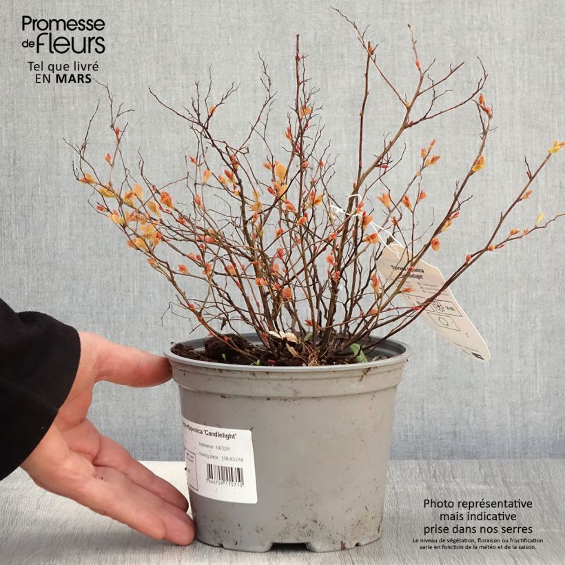 Spécimen de Spirée dorée - Spiraea japonica Candlelight Pot de 2L/3LHauteur livrée env. 20/30cm tel que livré au printemps