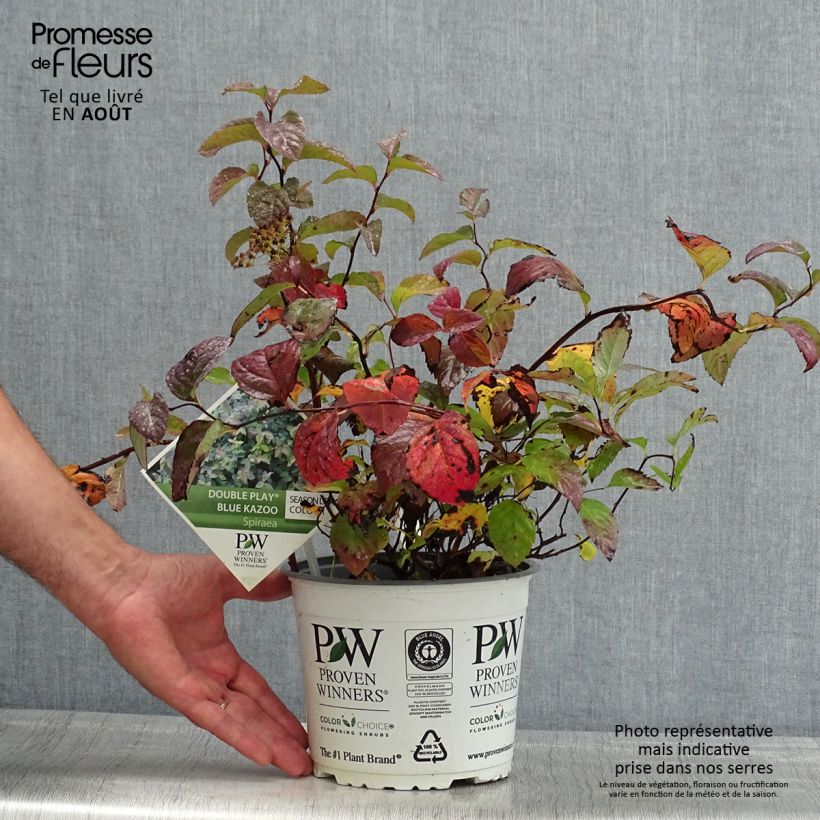 Spécimen de Spirée Double Play Blue Kazoo - Spiraea japonica Pot de 2L/3L tel que livré en été