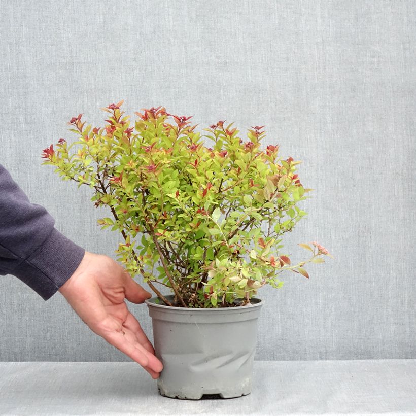 Spécimen de Spirée du japon Merlo Gold- Spiraea japonica Pot de 2L/3L tel que livré au printemps