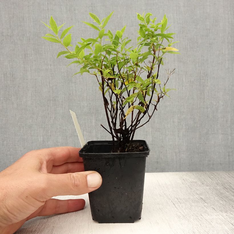 Spécimen de Spirée japonaise Albiflora - Spiraea japonica Godet de 8/9 cm tel que livré en été