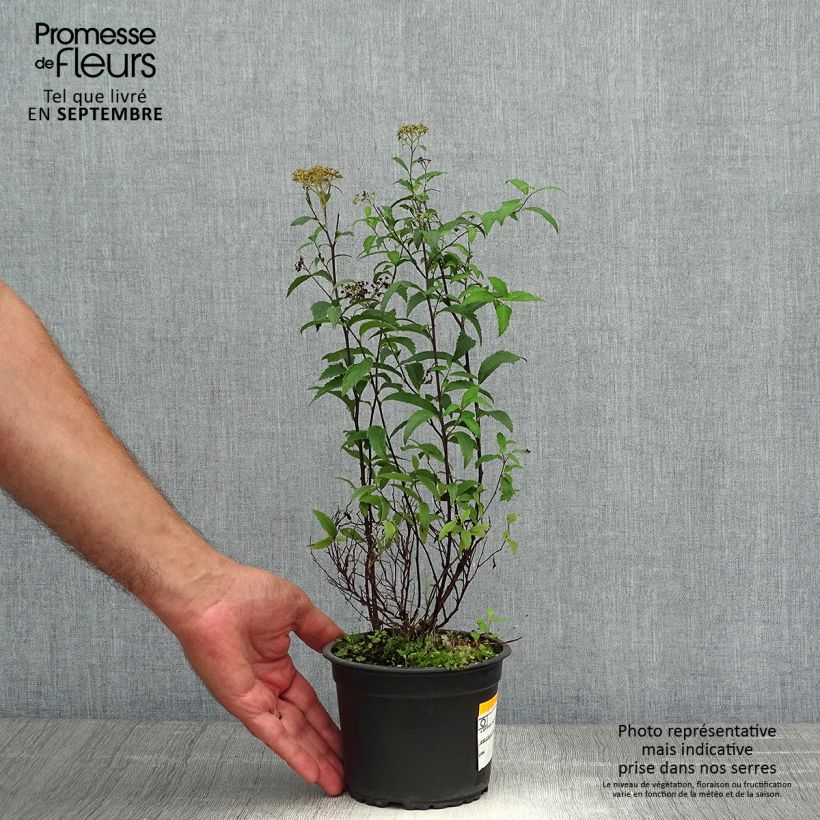 Spécimen de Spirée japonica Anthony Waterer - Spiraea japonaise Pot de 1L/1,5L tel que livré en automne