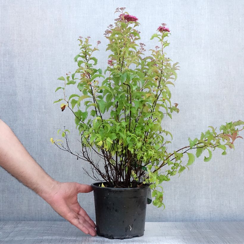 Spécimen de Spirée japonaise Crispa  - Spirée japonaise Pot de 2L/3L tel que livré en été