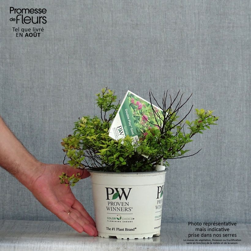 Spécimen de Spirée japonaise Double Play Gold - Spiraea japonica Pot de 2L/3L tel que livré en été