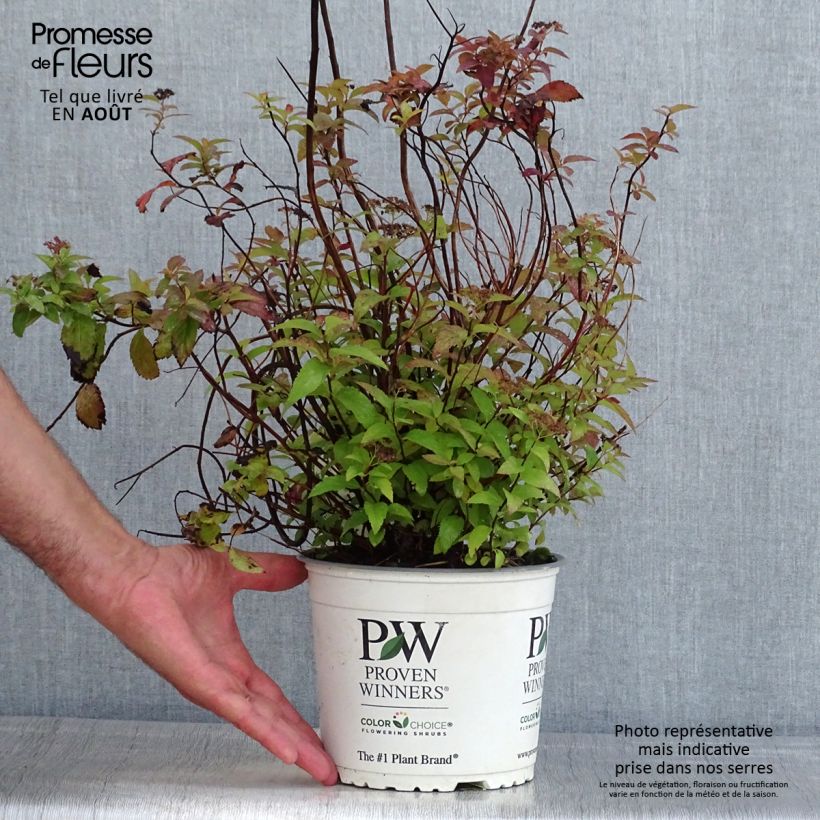 Spécimen de Spirée japonaise Double Play Red - Spiraea japonica Pot de 2L/3L tel que livré en été