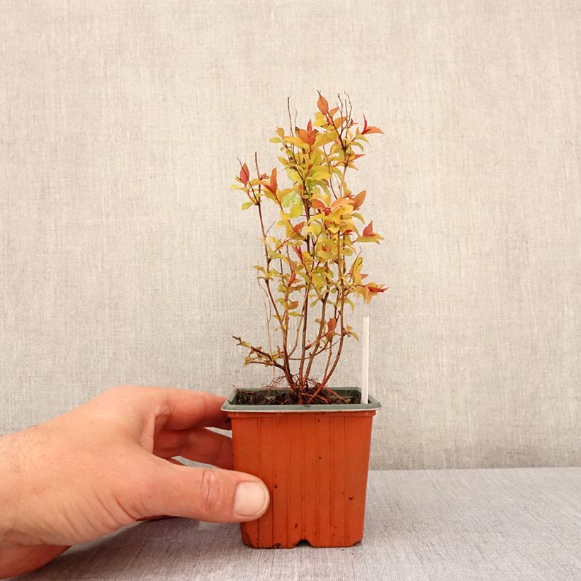 Spécimen de Spirée japonaise Firelight- Spiraea japonica - Godet de 8/9 cm tel que livré au printemps