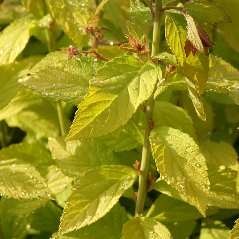 Spirée japonaise Golden Princess - Spiraea japonica (Feuillage)