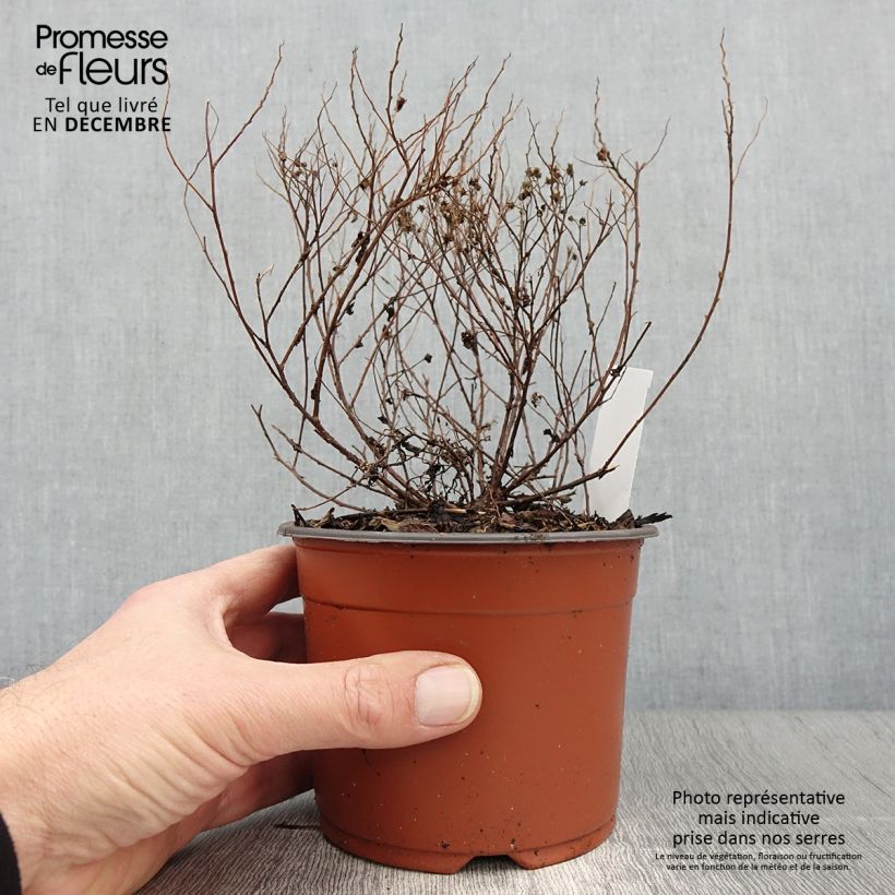 Spécimen de Spirée japonaise Little Princess - Spiraea japonica Godet de 8/9 cm tel que livré en automne