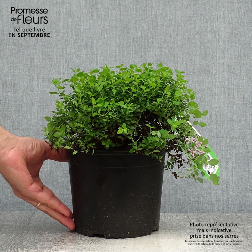 Spécimen de Spirée japonaise Little Princess - Spiraea japonica Pot de 2L/3L tel que livré en automne