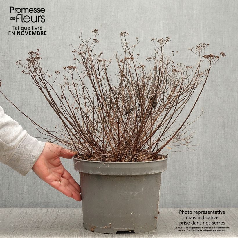 Spécimen de Spirée japonaise Little Princess - Spiraea japonica Pot de 4L/5L tel que livré en automne