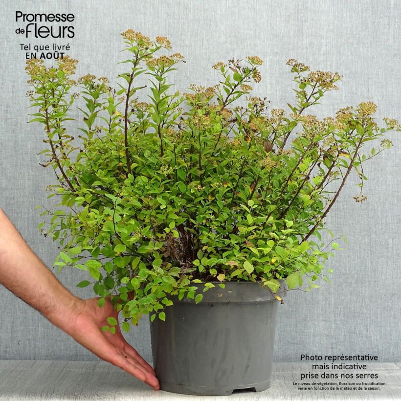 Spécimen de Spirée japonaise Little Princess - Spiraea japonica Pot de 4L/5L tel que livré en été