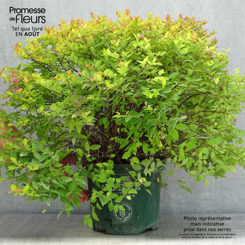 Spécimen de Spirée japonaise Magic Carpet - Spiraea japonica Pot de 7,5L/10L tel que livré en été