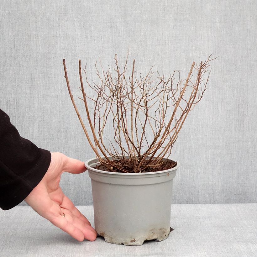 Spécimen de Spirée du japon Merlo Gold- Spiraea japonica Pot de 2L/3LHauteur livrée env. 20/30cm tel que livré en hiver