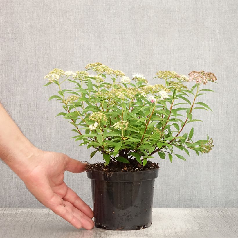 Spécimen de Spirée japonaise Shirobana - Spiraea japonica Pot de 1L/1,5L tel que livré en été