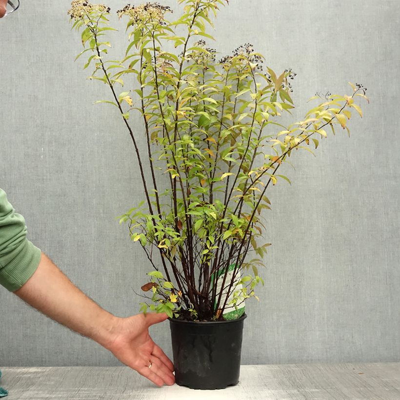 Spécimen de Spirée japonaise Shirobana - Spiraea japonica Pot de 2L/3L tel que livré en été