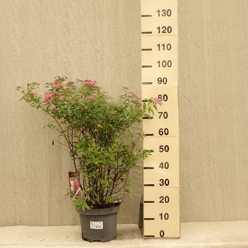 Spécimen de Spirée japonaise Shirobana - Spiraea japonica Pot de 7,5L/10L tel que livré en été