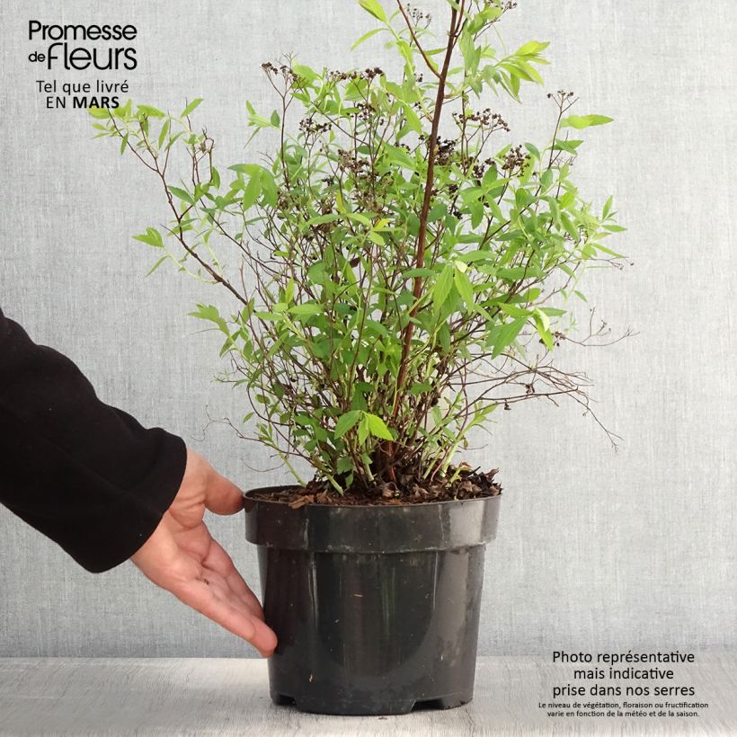 Spécimen de Spirée japonaise - Spiraea japonica Dart's Red en pot de 4L/5L tel que livré au printemps