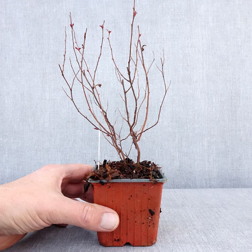 Spécimen de Spirée japonaise - Spiraea japonica Dart's Red Godet de 8/9 cm tel que livré en hiver