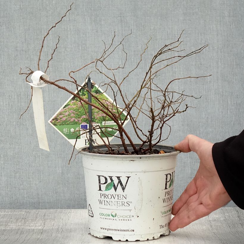 Spécimen de Spirée japonaise - Spiraea japonica Double Play Big Bang Pot de 2L/3L tel que livré en automne