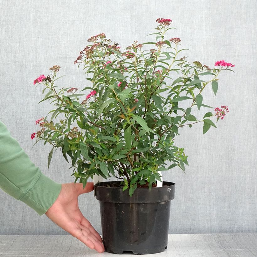 Spécimen de Spirée japonaise - Spiraea japonica Neon Flash Pot de 2L/3L tel que livré en été