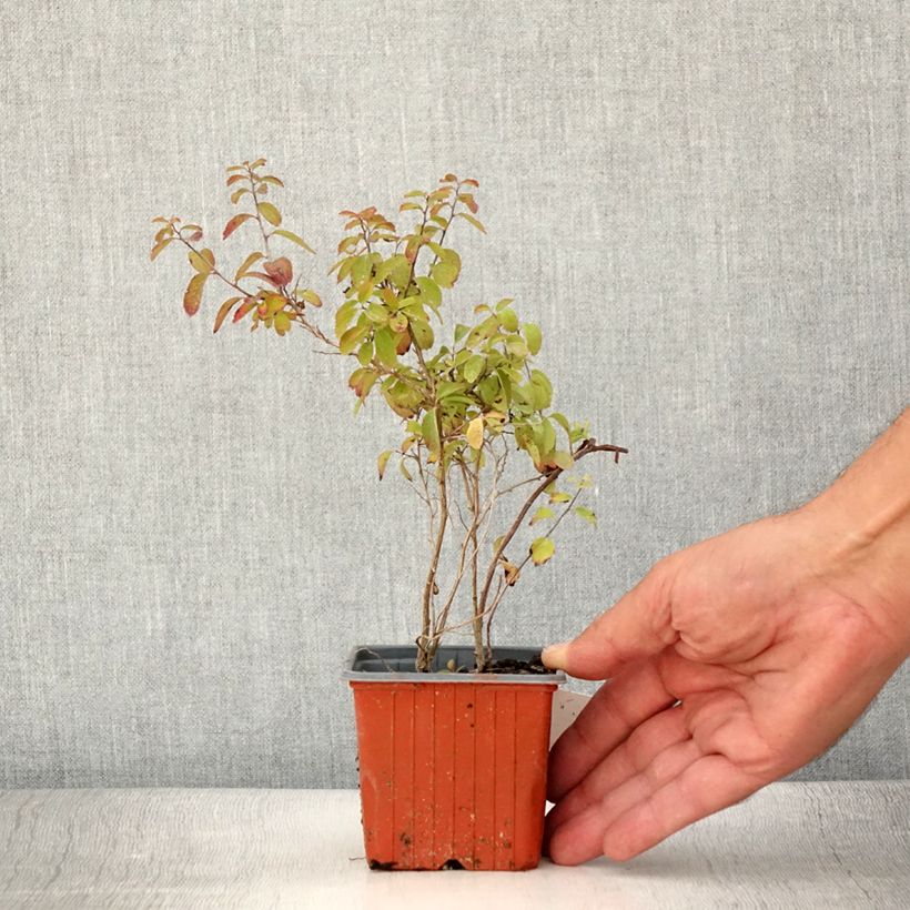 Spécimen de Spirée japonaise - Spiraea nipponica Halward's Silver Godet de 8/9 cm tel que livré en été