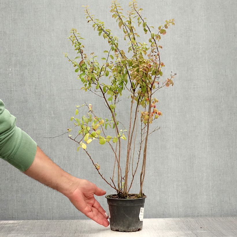 Spécimen de Spirée japonaise - Spiraea nipponica Halward's Silver Pot de 1L/1,5L tel que livré en été