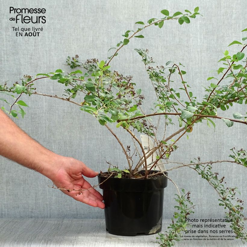 Spécimen de Spirée japonaise White Carpet - Spiraea nipponica Pot de 3L/4L tel que livré en été