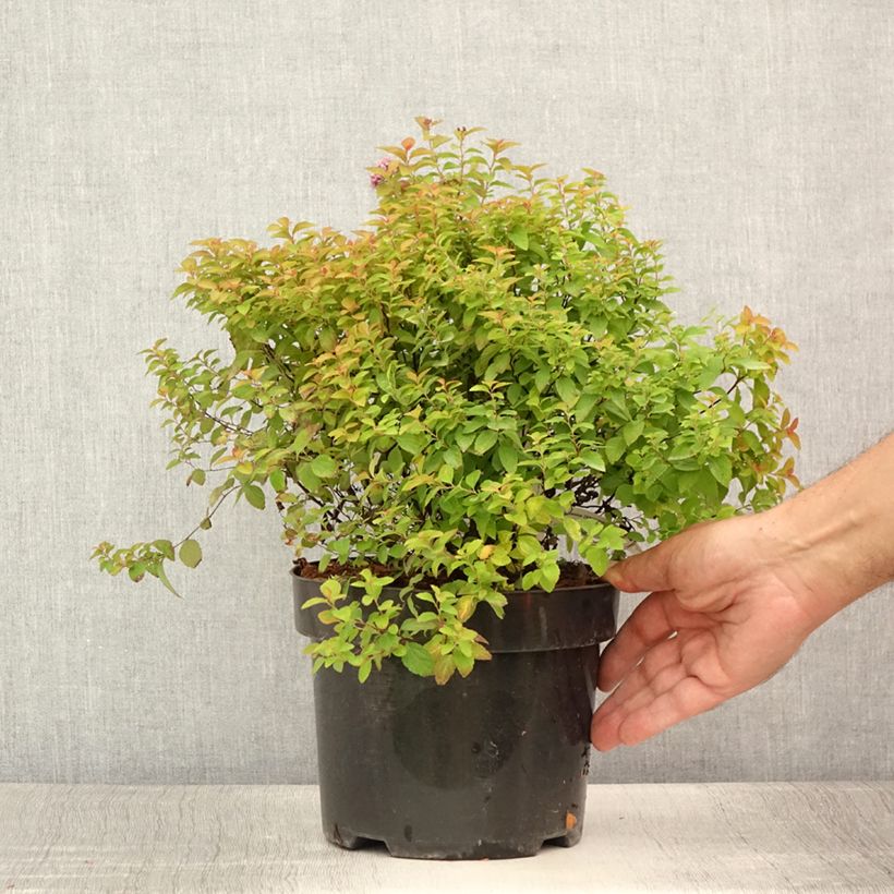Spécimen de Spirée japonaise Zen'Spirit Caramel Pot de 3L/4L tel que livré en été
