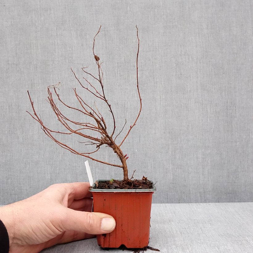 Spécimen de Spirée japonica Anthony Waterer - Spiraea japonaise Godet de 8/9 cm tel que livré en hiver