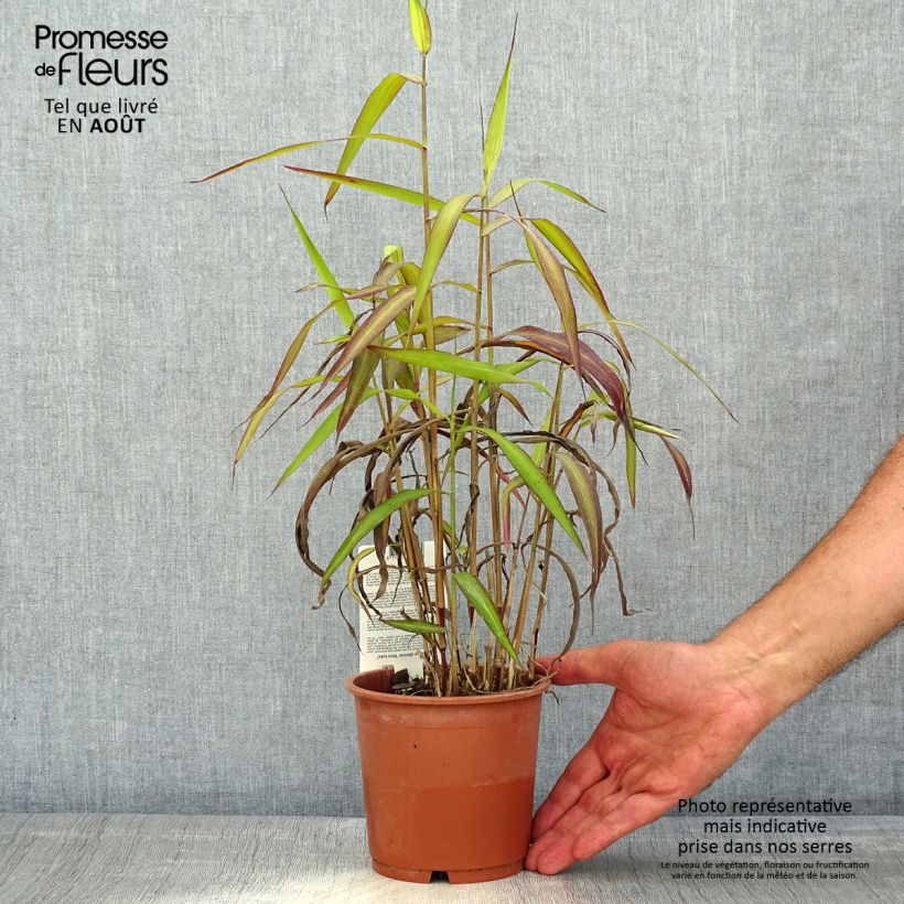 Spécimen de Spodiopogon sibiricus West Lake - Graminée d'ornement Pot de 1L/1,5L tel que livré en été