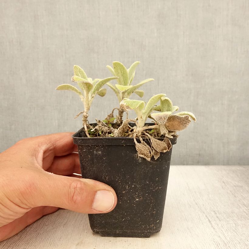 Spécimen de Stachys byzantina Silver Carpet - Oreille d'ours Godet de 8/9 cm tel que livré en été