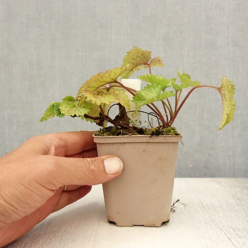 Spécimen de Stachys grandiflora Superba Godet de 8/9 cm tel que livré en été
