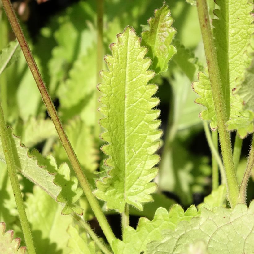 Stachys monieri Rosea - Epiaire (Feuillage)