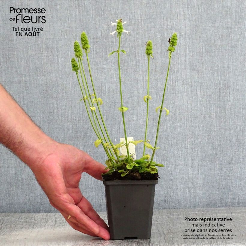 Spécimen de Stachys officinalis Alba - Bétoine officinale Godet de 8/9 cm tel que livré en été