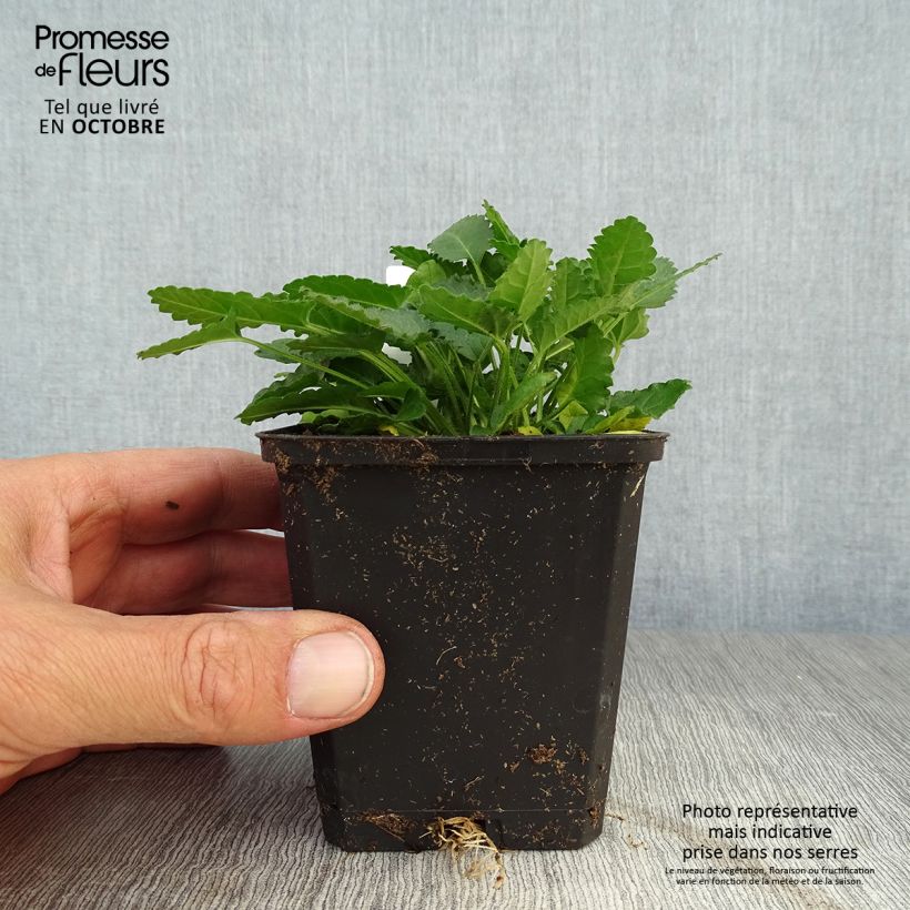 Spécimen de Stachys officinalis - Bétoine officinale Godet de 8/9 cm tel que livré en automne