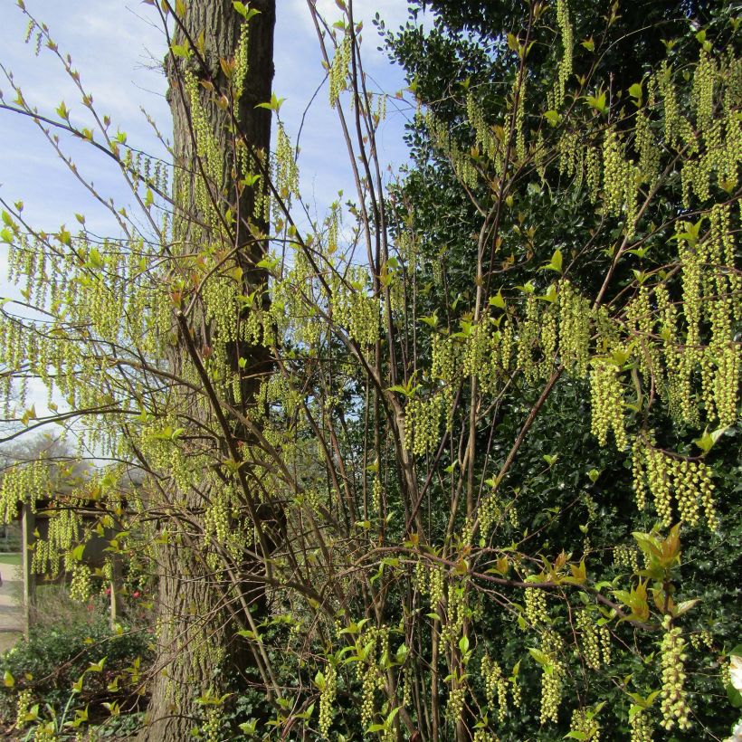 Stachyurus chinensis Celina (Port)