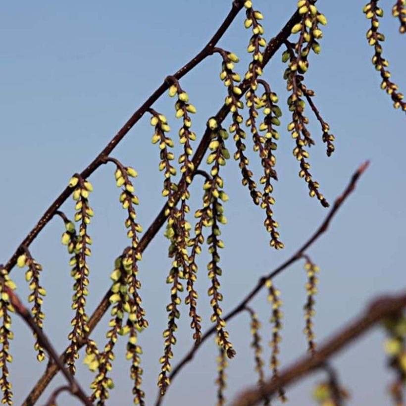 Stachyurus chinensis Celina (Floraison)