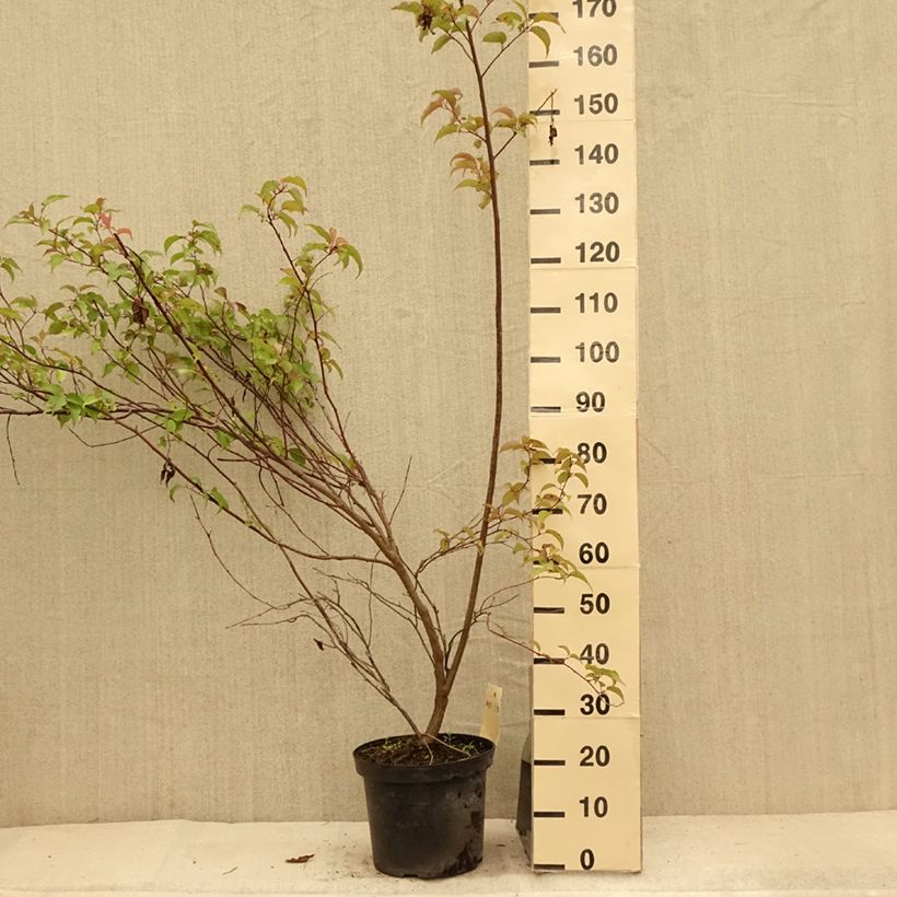 Spécimen de Stachyurus chinensis Celina Pot de 7,5L/10L tel que livré en été