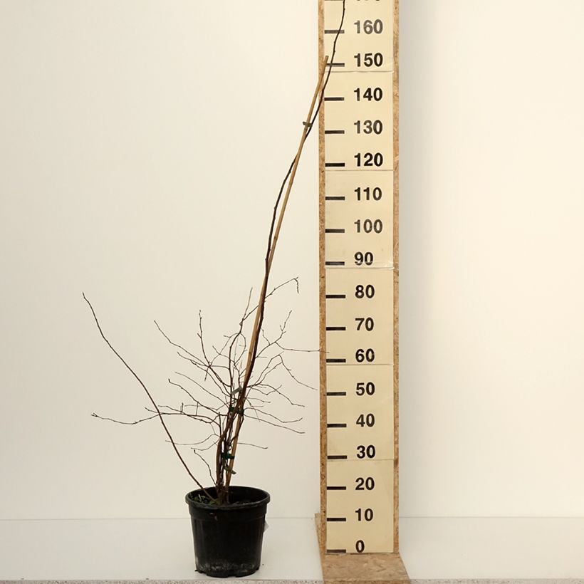 Spécimen de Stachyurus chinensis Goldbeater - Pot de 7,5L/10L tel que livré en hiver