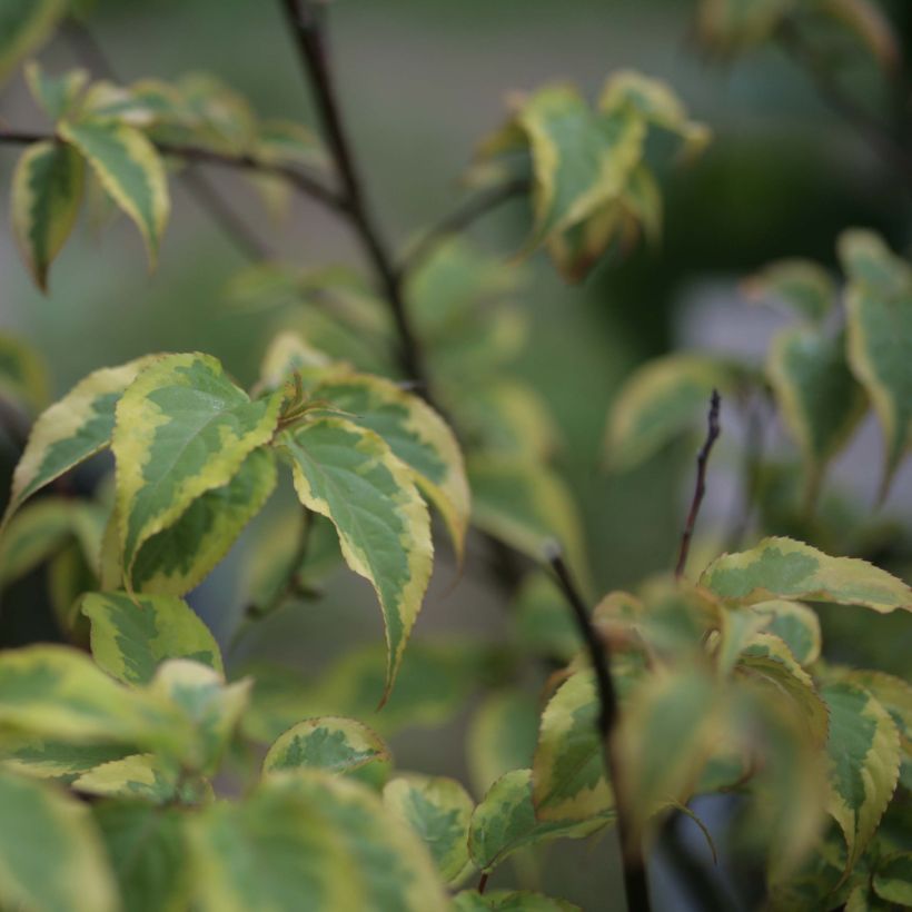 Stachyurus chinensis Joy Forever (Feuillage)