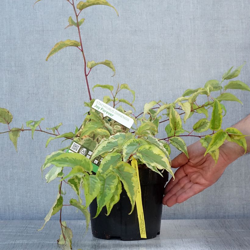 Spécimen de Stachyurus chinensis Joy Forever Pot de 2L/3L tel que livré en été