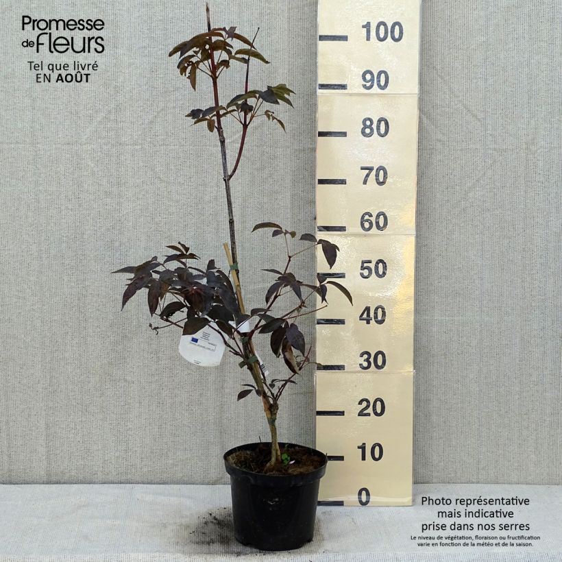 Spécimen de Staphylea colchica Black Beauty - Faux pistachier Pot de 4L/5L tel que livré en été