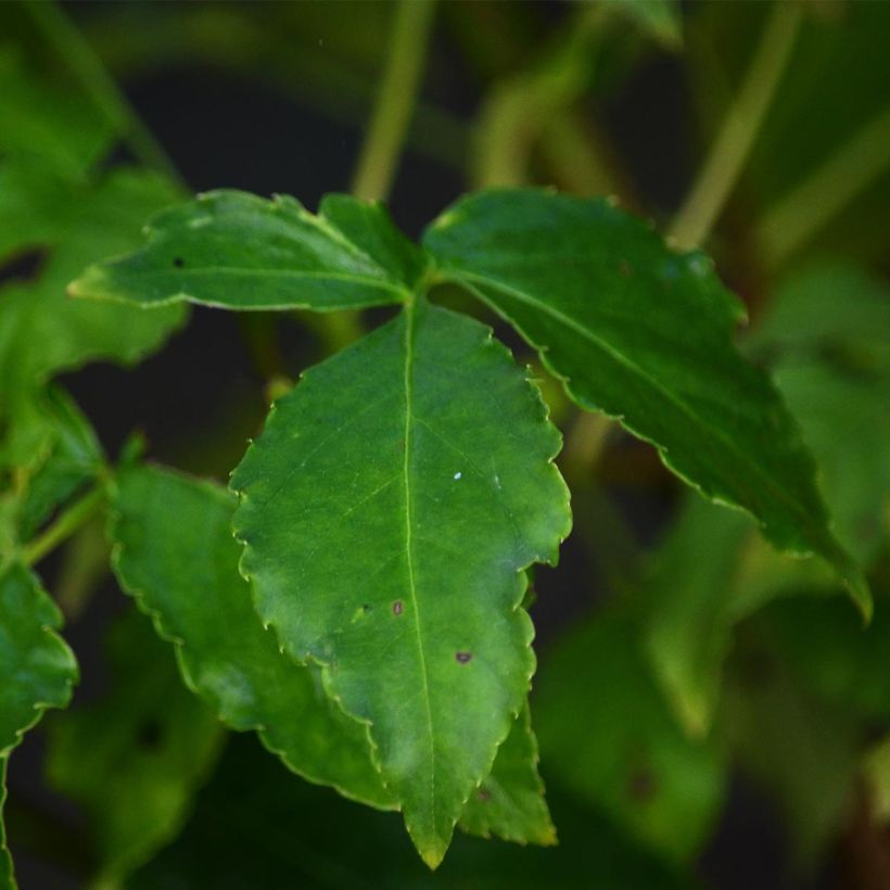 Staphylea colchica - Faux pistachier (Feuillage)