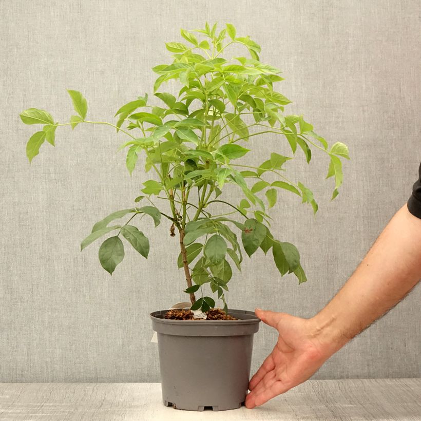 Spécimen de Staphylea pinnata - Faux pistachier Pot de 3L/4L tel que livré en été