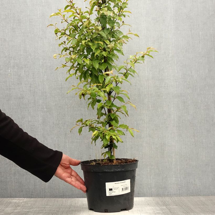 Spécimen de Stewartia monadelpha  Pot de 4L/5L tel que livré en été