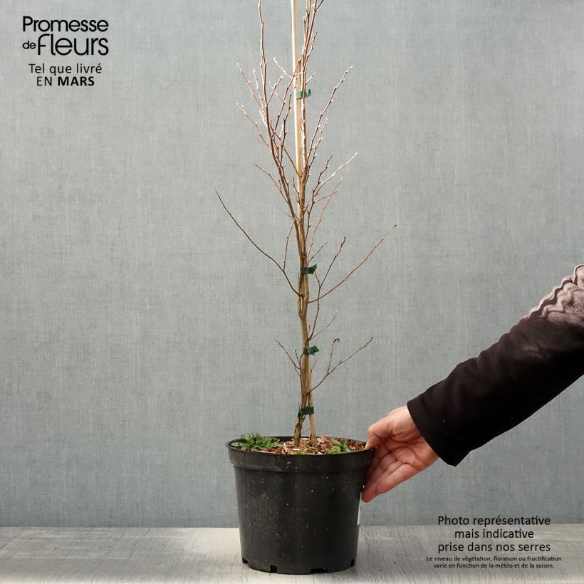 Spécimen de Stewartia monadelpha  Pot de 4L/5L tel que livré au printemps