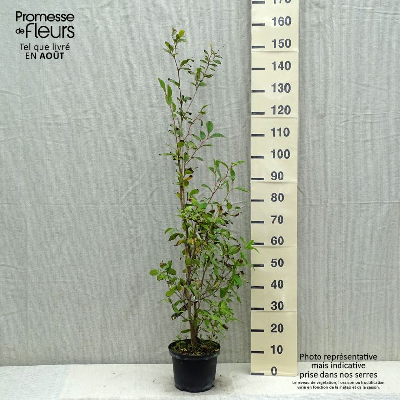 Spécimen de Stewartia pseudocamellia - Stuartie Pot de 3L/4L tel que livré en été
